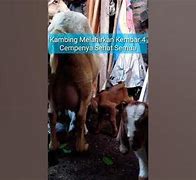 Kambing Melahirkan Kembar 4 Sampai 5